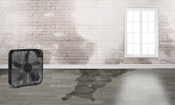 Best Water Damage Insurance Claim Assistance in Maquoketa, IA